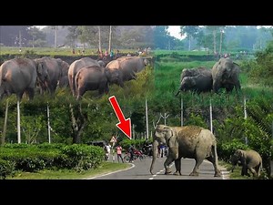 Wild Elephants Cross NH-39 And Enter Paddy Fields