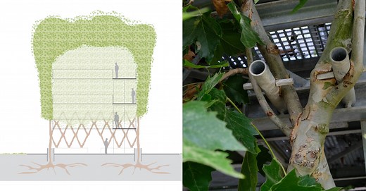 It’s Alive! Architects Are Using Living Plants as Structural Building Components