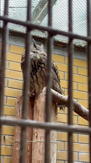 #shorts おすぎくんとぴーこさん ワシミミズク 浜松市動物園にて 2026年4月5日