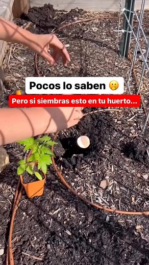 1.5M views · 49K reactions | 勞 Si siembras estas plantas en tu...