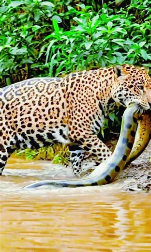 Jaguar Vs. Yellow Anaconda | Leopard vs Anaconda : The ultimate jungle showdown! | Animals hunting 🦁