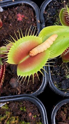 Plants that can eat a person!