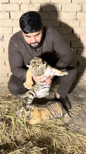 Beautiful tiger cubs roar 🐯😘#tiger #bigcats #ytshorts