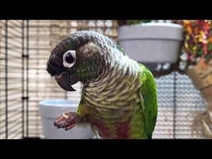 7 hours of relaxing conure parakeet sounds