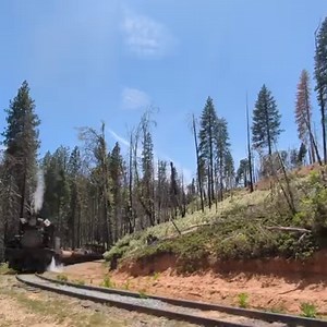 #15 rounds "Whistle Tree". The long whistle blast at this location serves two purposes: 1) to alert the station that the train will be arriving momentarily and 2) for historical interpretation. In 1931, the last Madera Sugar Pine Lumber Company log train left with its load from Chowchilla Mountain and headed for the Sugar Pine mill. During this trip, the engineer tied down the locomotive's whistle for a full 10 minutes, signalling the end of the company's run and the end of an era for the region