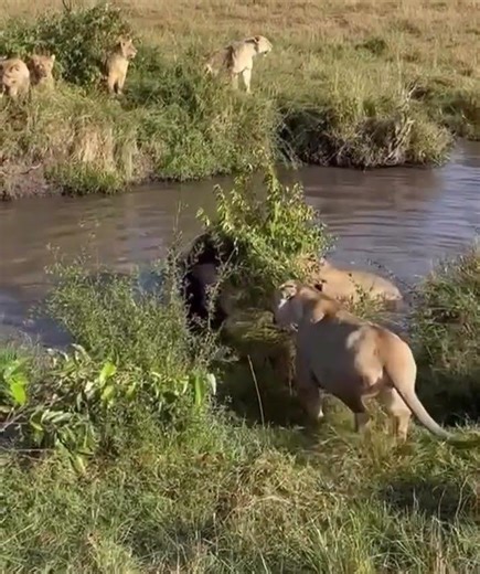 A group of lions 🦁 hunting up buffalo 🐃 in the game park Uganda
