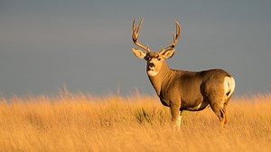 Quick Shots: Mule Deer