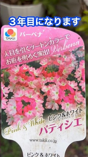 ３年目タキイ種苗バーベナ パティシエ（ピンク＆ホワイト） #short #園芸 #ガーデニング #夏の花