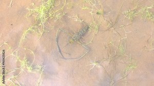 Shrimp crawling in shallow water. Shrimp close-up in the water.