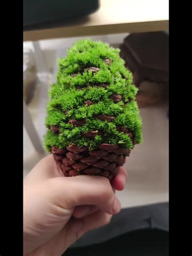 Kem rêu Cre: m #rêu #moss #terrarium #paludarium #vivarium