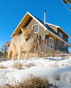 27K views · 575 reactions | Coyote FINALLY meets a Coyote! 朗 | Coyote Peterson | Facebook