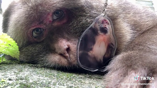 Adorable Xingsheng Monkeys in Action