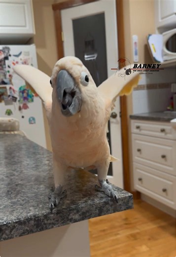 Fun Adventures with Barney the West Coast Cockatoo