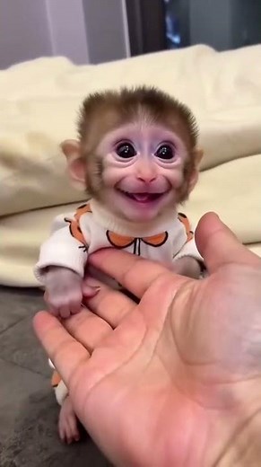 Tiny Smile Big Joy Adorable Baby Monkey's Beautiful Moments