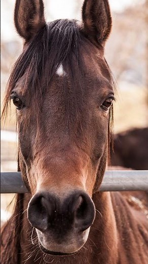 horse sound snorting