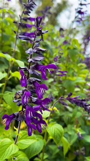 19K views · 841 reactions | Royal Botanic Garden's vibrant purple collection Royal Botanic Garden, Sydney Australia | Australia-Phil | Facebook