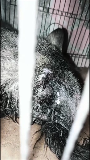 Pets Rescue Center Pakistan on Instagram: "This cat has severe maggots in its head and is in critical condition I’m requesting everyone to pray for its recovery and contribute to its treatment 💔😢#foryoupage #viral #growaccount #animallover #catlover"