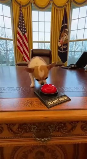 Do NOt PreSs #fyp #funny #funnyvideos #ai #soraai