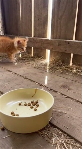 Tiny Kitten Scared by Huge Rat! 🐭🐈 #KittenVsRat #CuteKitten #FunnyAnimals