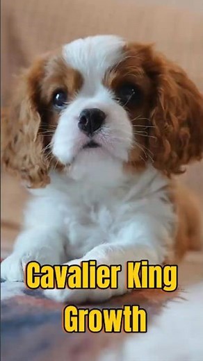 This is how a Cavalier King Charles Spaniel grows up!