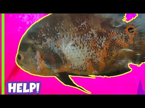 FISH SKIN FUNGUS || TREATMENT STEP BY STEP || 100% recover