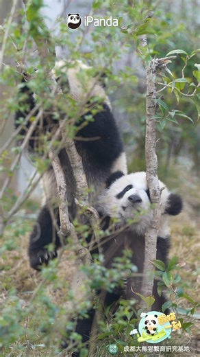 The foot pedal is soft and comfortable to step on, like walking on a cloud. (Zhen Xi’s cubs) #panda #HiPanda #ChengduPandaBase #PandaFun #PandaMoment For more panda information, please check out: https://en.ipanda.com | iPanda