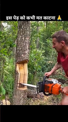 African Blackwood! The World’s Most Dangerous & Expensive Tree 🌳😳 #shorts