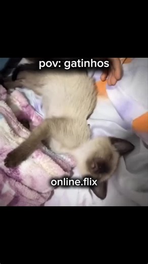 Gatinhos Engraçados e Momentos Fofos do TikTok