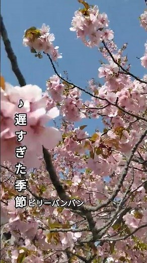 ビリーバンバン♪遅すぎた季節…2026年春…札幌 #哀愁 #昭和歌謡