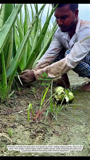 Harvesting Aloe Vera by Hand | Traditional Farming and Natural Crop Processing