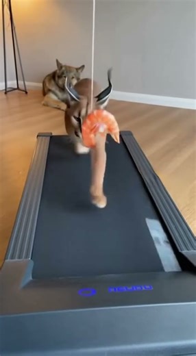 Exotic Serval Cat Working Out for Dinner! 🦐 (Hilarious)🐾 #funnypets #cat #animals