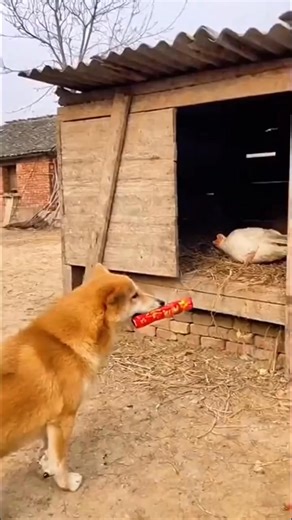 relaxed.happy on Instagram: "偶和你拼啦 #reels #happy #funny"