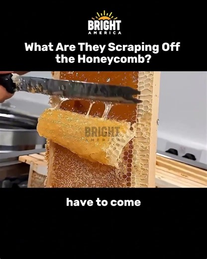 What Are They Scraping Off the Honeycomb?