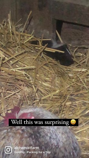🦨 Skunk in the Henhouse🦨 . We have a special relationship with skunks on our land. When our first child was less than a year old I would wear her in an ergo and do night time chores. One night three baby skunks came running through the property fence at me to checkout what I was doing while I had her on me. I stood there deciding how I was going to play out that moment. 1) run 2) try to scare them off 3) calm my nervous system and see what happens next. I had always been told that skunks just 