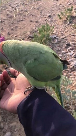 Parrot Sounds Compilation 🦜😂