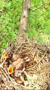 217K views · 6.5K reactions | Feeding Myna Chicks Meat Is it Safe and Beneficial | Lovely Bird Family | Facebook