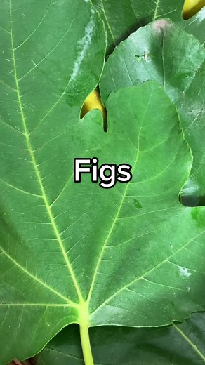 Exploring Different Ways to Use Figs in Cooking