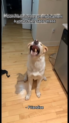 Comment donner un médicament à son chien sans stress ? 🤔 Tony a jeté un œil aux astuces pour éduquer son chien sur les réseaux ! 👉 Découvrez la vidéo complète sur youtube.com/@EspritDog ! | Esprit Dog - Tony Silvestre