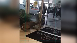 Surprise shopper: Deer barrels through car dealership