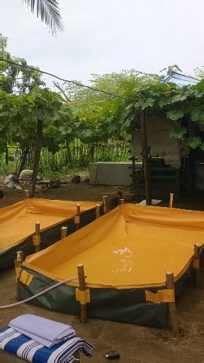 Kapag may Azolla Pond ka madaling magparami ng AZOLLA PLANT | KaIsla Vlog Ph