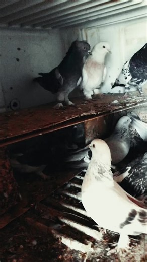 #مطيرجيه_العراق_هههه🤣🤣 #الموسم_الثاني #طيور_العراق #الشعب_الصيني_ماله_حل😂😂 #شروحاتي🎀🖇️