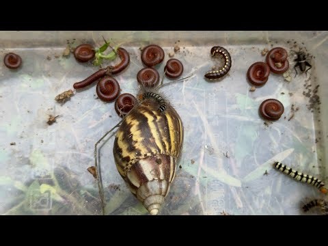 Extreme insects hunting! Collecting, capturing insect Millipedes, worm, lizard, gecko, Snail