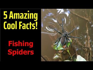5 Fascinating Facts About Fishing Spiders