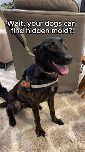 Got Hidden mold? 🐾 Our incredible mold detection dogs, like Remi, are expertly trained to sniff out even the most elusive mold. With their keen sense of smell, they can detect mold behind walls, under floors, and in other hard-to-reach places where traditional methods might fail. 🕵️‍♀️🔍 Don't let hidden mold affect your health and home. Comment