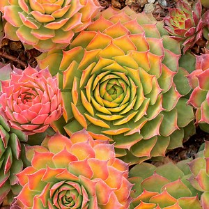 Chick Charms® Gold Nugget™