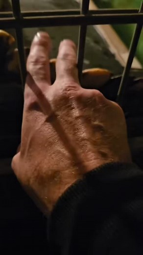 #enclosure #terraristik #tigerpython #burmesepython #reptilekeeper #amazing #terrariumbau #reptilesoftiktok #tiktok #tiktokgermany #python #snake #tooltime #work #exoticpets #wow #terrarium #viral #viraltiktok #foryou #4u #schlange #kiss #love #foryoupage #passion #exotic #fy #fypシ #fypageシ | Fabians Reptilienraum