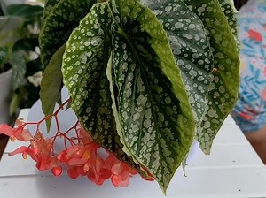 小胡同学，胡安妮塔，开了很多鲑鱼粉色的小花花，很值得入手的秋海棠品种。