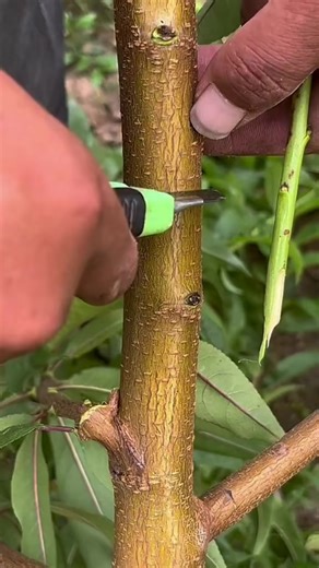 71K views · 1.1K reactions | Peach tree double bud grafting #graftingplant #plantgrafting #graftingtechniques #grafting #foryou #fyp | Grafting Planting | Facebook