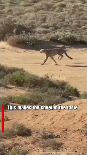 Ultimate Speed Cheetah on the Hunt