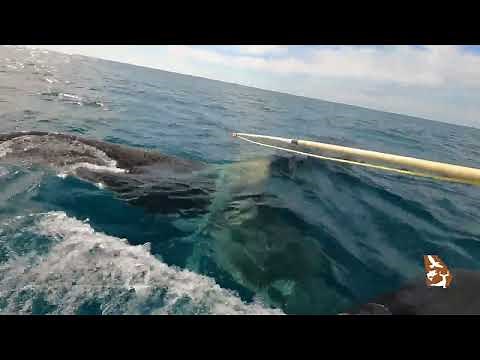 Georgia DNR Biologists disentangle endangered right whale